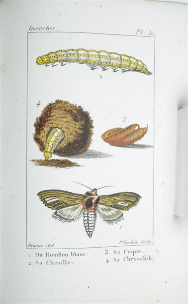null INSECTES - [BOITARD (Pierre)] Atlas de Insectes composé de 110 planches, représentant...