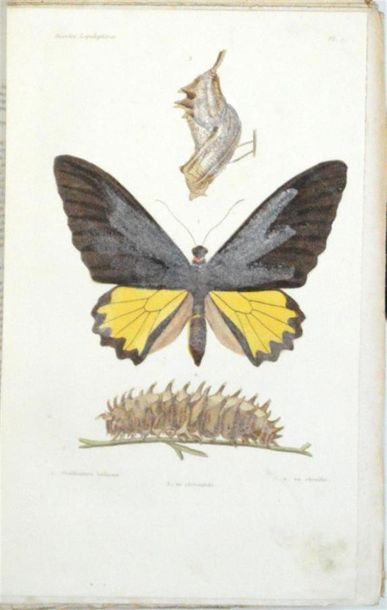 null BLANCHARD (Charles Émile) Histoire Naturelle des Insectes Orthoptères, Névroptères,...