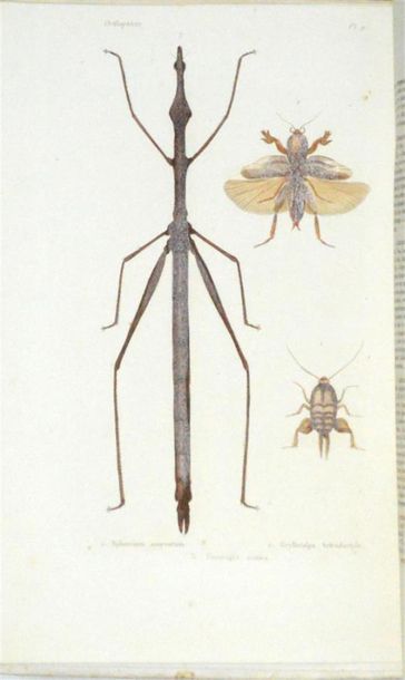 null BLANCHARD (Charles Émile) Histoire Naturelle des Insectes Orthoptères, Névroptères,...
