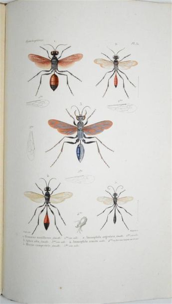 null LEPELETIER de SAINT-FARGEAU (Amédée Louis) comte Histoire Naturelle des Insectes....