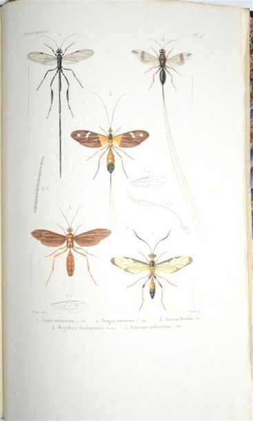 null LEPELETIER de SAINT-FARGEAU (Amédée Louis) comte Histoire Naturelle des Insectes....