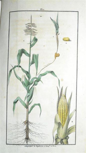 null DUCHESNE (Édouard Adolphe) Traité du maïs ou blé de Turquie, contenant son histoire,...