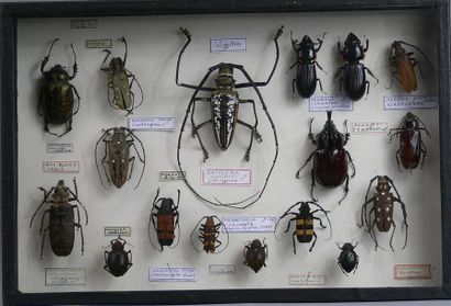 null COLEOPTERES EXOTIQUES 
dont Batocera wallacei, Cheirotonus, 
Cerambycidae, ...