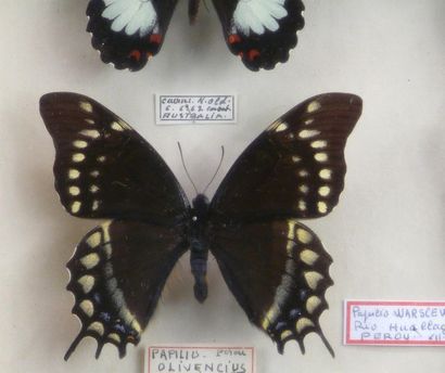 null PAPILIO HORISHANUS, FORMOSE 
ET PAPILIO DU MONDE
dont Papilio warscewiczii....