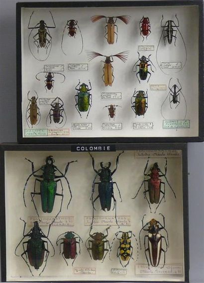 null COLEOPTERES EXOTIQUES
surtout Cerambycidae
dont Psolidognathus superbus - 1...