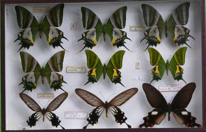 null TEINOPALPUS IMPERIALIS
4 femelles et 2 mâles. CITES Annexe II/ UE B. 
et Papilio...