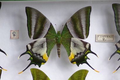 null TEINOPALPUS IMPERIALIS
4 femelles et 2 mâles. CITES Annexe II/ UE B. 
et Papilio...