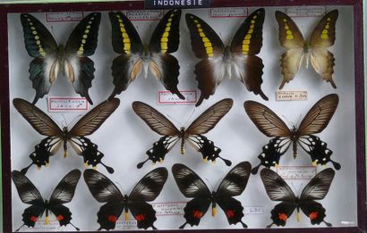 null PAPILIONIDAE ASIATIQUES
dont Graphium codrus, Papilio coon.
