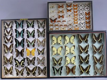 null LEPIDOPTERES D'AFRIQUE DE L'OUEST
Papilionidae et un coffret d'Acreidae. 
Trois...