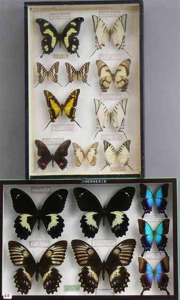 null PAPILIO GAMBRISIUS
deux couples, Papilio pericles dont une femelle. 
On joint...