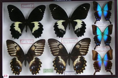null PAPILIO GAMBRISIUS
deux couples, Papilio pericles dont une femelle. 
On joint...