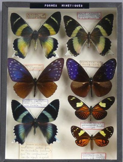 null FORMES MIMETIQUES 
dont Papilio laglazei, mimique d'Alcides agathyrsus.
