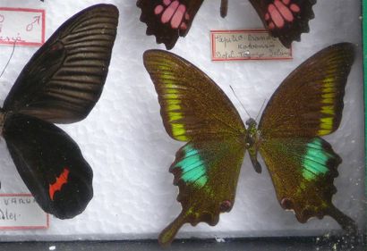 null PAPILIONIDAE 
dont rare P. bianor kotoensis (A2), Papilio dixoni, 
Troides magellanus...