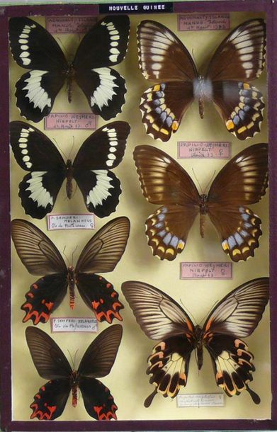 null PAPILIO
dont Weymeri, deux couples, Papilio deiphobus femelle 

