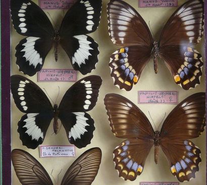 null PAPILIO
dont Weymeri, deux couples, Papilio deiphobus femelle 

