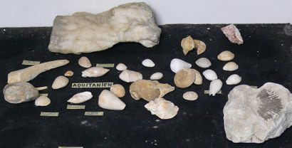 null LOT DE COQUILLAGES
Oursin et coraux fossiles, etc. Burdigalien de l'Aquitaine....