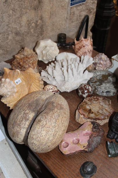 null Ensemble de coquillages, coraux, fossiles et bois silicifié et coco fesse