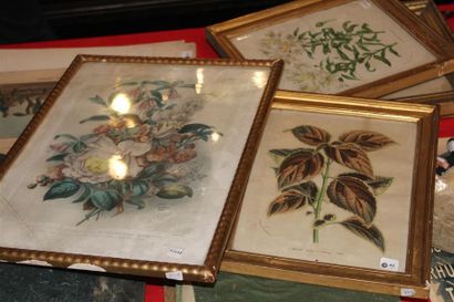 null Dans des cadres sous verre, cinq lithographies couleurs XIXème botaniques