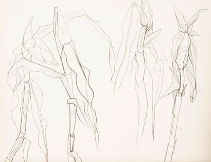 null Pierre-Georges THERON (1918-2000)
Corn study.
Project for a panel at the SAFT...