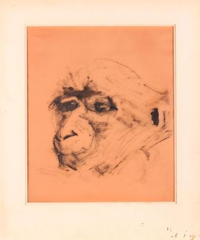null Anny FOURTINA (1912-1967)
Tête de singe.
Dessin à l'encre sur papier calque,...