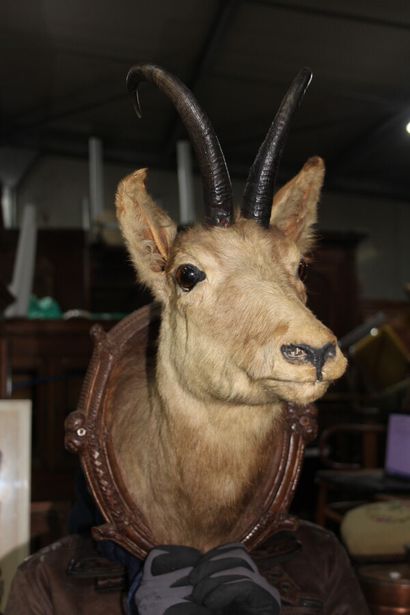 null Naturalized isard head in a wooden frame carved in the taste of the black forest.

A...