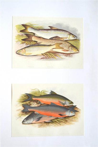null ENGRAVINGS - HOUGHTON (W.)

Plates extracted from the British Fresh-Water Fishes....