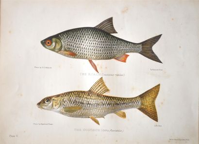 null MAXWELL (Herbert)

British Fresh-Water Fishes. London, Hutchinson & Co, 1904.

In-4:...