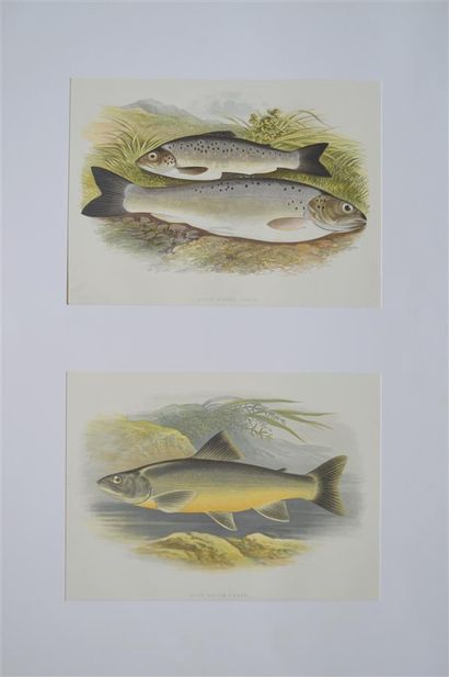 null ENGRAVINGS - HOUGHTON (W.)

Plates extracted from the British Fresh-Water Fishes....