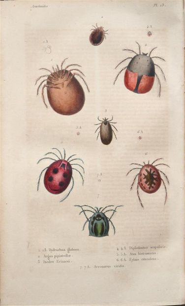 null LUCAS (Pierre Hippolyte)

Natural History of Crustaceans, Arachnids and Myriapods....