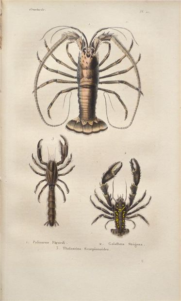 null LUCAS (Pierre Hippolyte)

Natural History of Crustaceans, Arachnids and Myriapods....