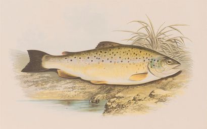 null ENGRAVING - LYDON (Alexandre Francis)

Plate from the British Fresh-Water Fishes....