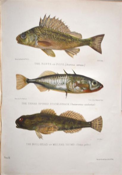 null MAXWELL (Herbert)

British Fresh-Water Fishes. London, Hutchinson & Co, 1904.

In-4:...