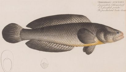 null ENGRAVING - BLOCH

Board extracted from Ichtyology or Natural History of Fish....