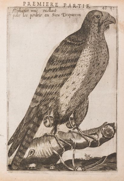 null ARCUSSIA (Charles d', Viscount of Esparron)

The Falconry of Charles d'Arcussia,...