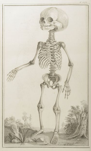 null MONRO (Alexander)

Treatise on Osteology where we have added plates in intaglio...