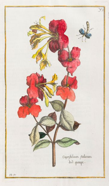 null Color plates

GARIDEL (Pierre Joseph)

History of the Plants which are born...