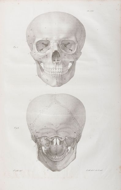 null CLOQUET (Jules)

Anatomie de l'Homme, ou Description et figures lithographiées...
