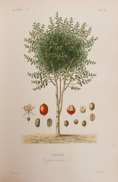 null Botany

REVEIL (G) - GERARD (Fr) - DUPUIS (A) HERINCQ (F)

Le Règne Végétal...