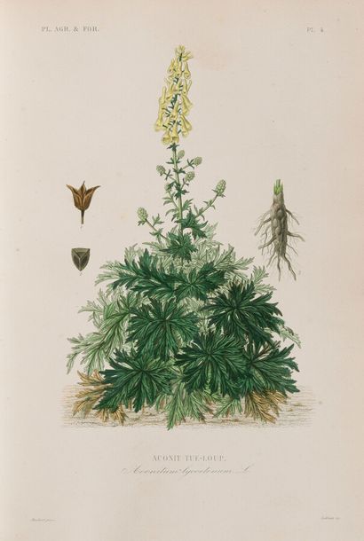 null Botanique

REVEIL (G) - GERARD (Fr) - DUPUIS (A) HERINCQ (F)

Le Règne Végétal...