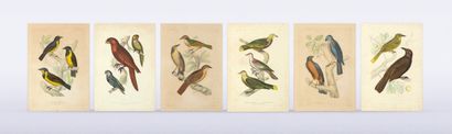 null Lithographs Zoology

BIRDS - [DUMONT D'URVILLE (Jules-Sébastien-César)]

Reunion...