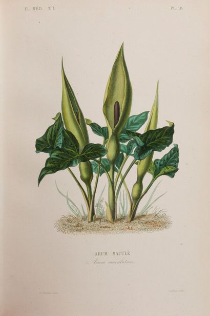 null Botanique

REVEIL (G) - GERARD (Fr) - DUPUIS (A) HERINCQ (F)

Le Règne Végétal...