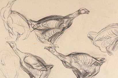 null Raymond BIGOT (1872-1953)

"Study of geese

Lead pencil

32,5 x 50 cm