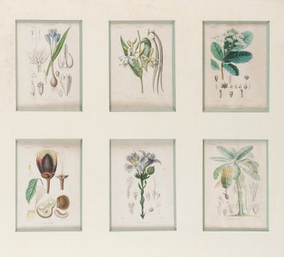 null Set of about 20 color engravings 

"Botanicals

Engravings extracted from 19th...