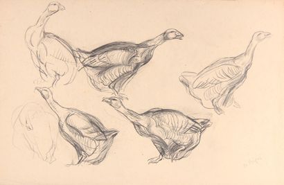 null Raymond BIGOT (1872-1953)

"Study of geese

Lead pencil

32,5 x 50 cm