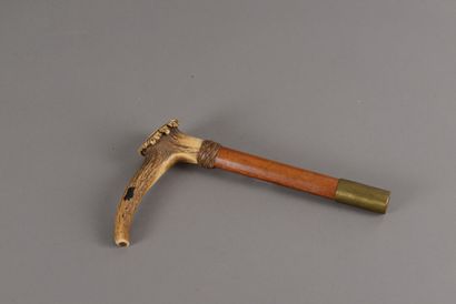 null Cane top of the XIXth century: cane knob in andouiller, the top of the cane...