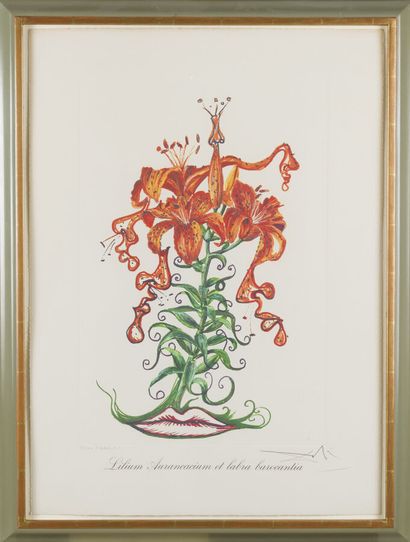 null D'après Salvador DALI (1904-1989)

Hemerocallis thumbergii elephanter furiosa

Lilium...
