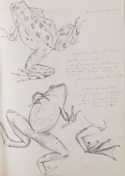 null Anny FOURTINA (1912-1967)
Etudes : pipistrelles, grenouilles, poissons, insectes,...