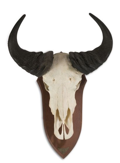 null TROPHIES *
Buffon's cob - Kobus kob on shield. 
Cameroon. 
H.: 61 cm.
Buffalo...