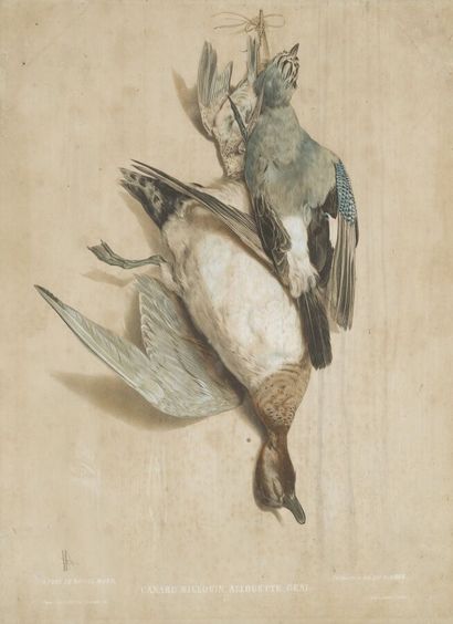 null After Victor ADAM (1801-1860) and Albert ADAM (1833-1900)*
Duck, lark, jay
Color...