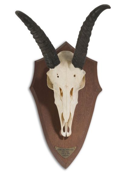 null TROPHIES*
Bubalus - Alcephalus sp. - on patch.
Cameroon. 
H.: 85 cm.
Reedbuck...